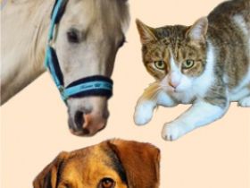 Tierkommunikation / Einzelgespräche / Seminare / Praxis für intuitive und sensitive Behandlungen