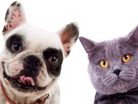 Tierheilpraxis Maluba