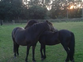 Tierheilpraxis Mirja Meyer-Reiling