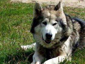 Hundemeute/Hundetraining