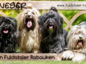 von den Fuldataler Rabauken