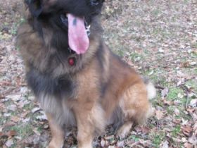 Desperado Bandit Grand Aiveko