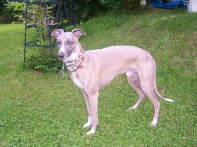 Aramis vom Castle of the Winds