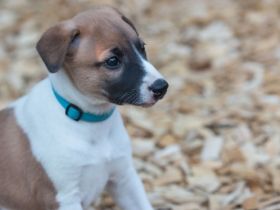 of blue line franconia´s