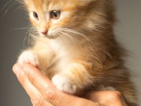 Quantcomm Tierkommunikation