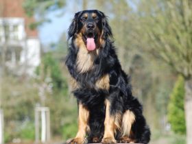 Cézar z Rajskeho kopce