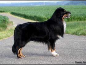 Elements The 5th Element CDX, REX, RMX, DNA-VP, VDH-BH