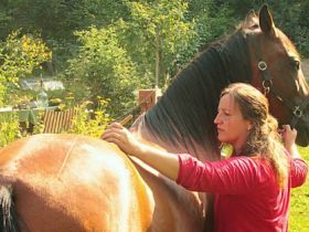Pferdephysiotherapie und Pferdeosteopathie Mareike Kooker
