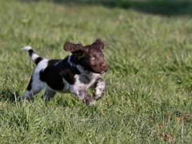 vom Grenzwall / von Oeding