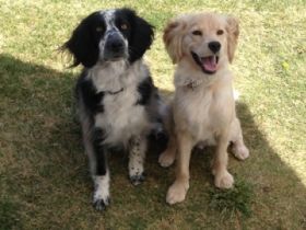 Mobile Hundeschule Elke Graves