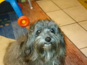 Woods von den funkelnden  Sternchen ( Hannes )