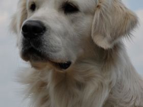 Ivy´s It`s Showtime Pete