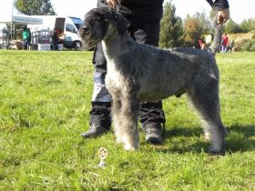 King Arthur Enel fenomen