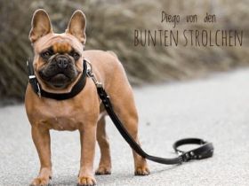 Diego von den bunten Strolchen