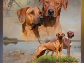 Matembezi kwa Ekundo Afrika