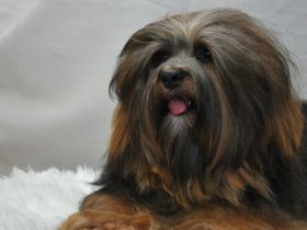 Patas de los Francos