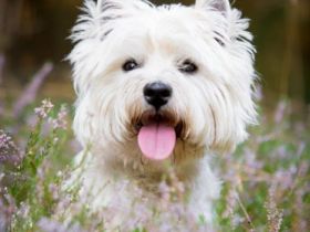 Internat. Multichampion Racing in the street " Ricky"