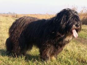 Jess vom Braunsbergblick