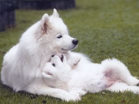 Samojeden von Meronhlare