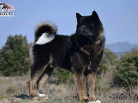 BEARFACTZ BLACK SHADOW "BLACKIE"