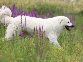 Casmaron del Monastero nero