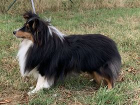 from the Olympic Mountains