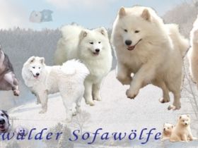 Odenwälder-Sofawölfen