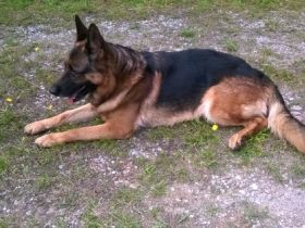 Figo Freiherr von Schloß Pauli