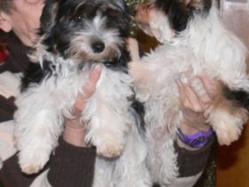 Yorkshire von der weißen Rose