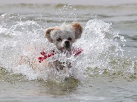Pension für fröhliche Schnauzen