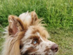 2 Mittelspitzrüdenwelpen lilacmerle , 2 Rüdenwelpen