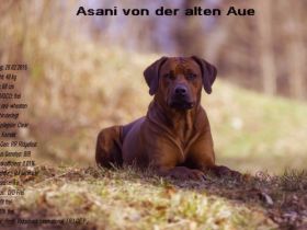 Asani von der alten Aue