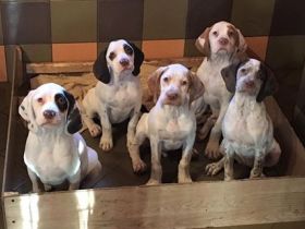 Woodcock Island Braque du Bourbonnais