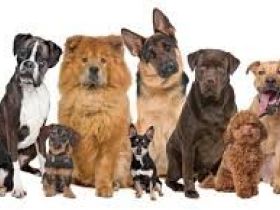 VPS Frankfurt/Main Preungesheim 1911 e.V.