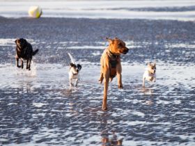 Tierphysiotherapie BewegungsTalent