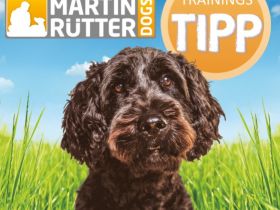 Urlaub mit Hund / Training mit Hund