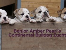 Benjor Amber Pearl's