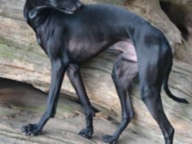 Poslusjnye Wihri Izumrud