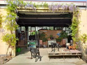 Tierhotel Goldene Pfote