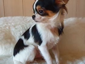 Welpen aus kleiner, langjähriger, seriöser Zucht