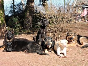 Danny`s Höllenhundeschule