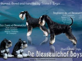 Multi.Champion Bagheera-Jip vd Blessewichof