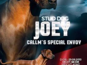 Callm´s Special Envoy, JME Epilepsie FREI