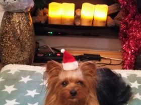 Diamond Boy Dallas from the garden of Maar