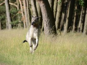Irish Wolfhounds von den Glücksdrachen