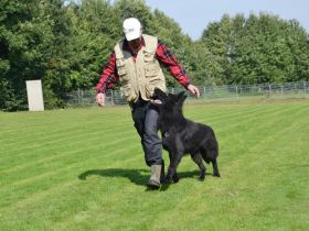 Verein für Deutsche Schäferhunde "OG Steinheim/Westf.
