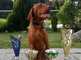 Especial of Skyrocket EUJW´15 BOB Crufts´17 BOB Multi