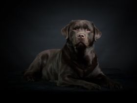 Felix von der Niersaue ( Charly )