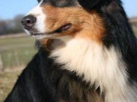 Hillhorsestable's Rope a Dream "Oskar"