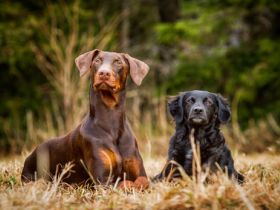 Hundeschule Hör-nix, Verhaltenstherapie